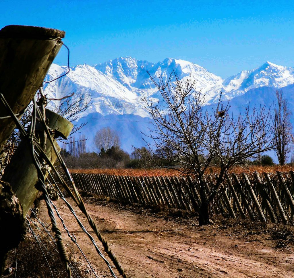 Mendoza vineyards and mountains
